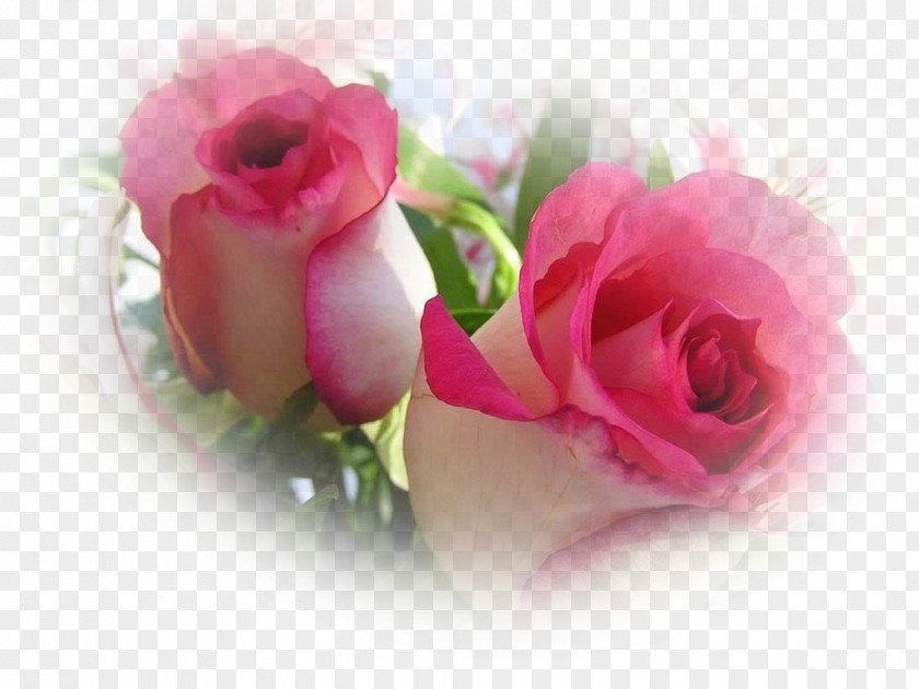 Rose Desktop Wallpaper Image Photograph Flower PNG