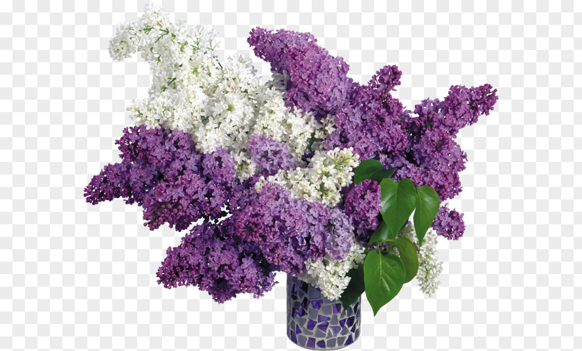 Vase Common Lilac Pink Flowers Wallpaper PNG