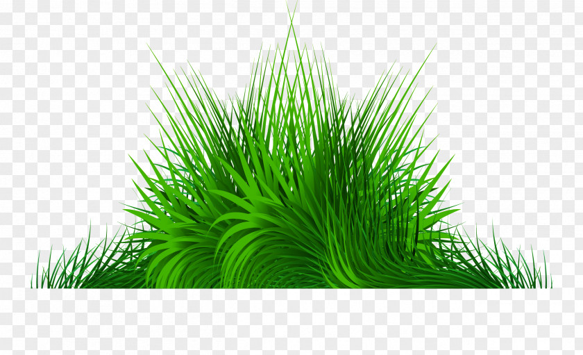 Vector Hand Painted Green Grass PNG