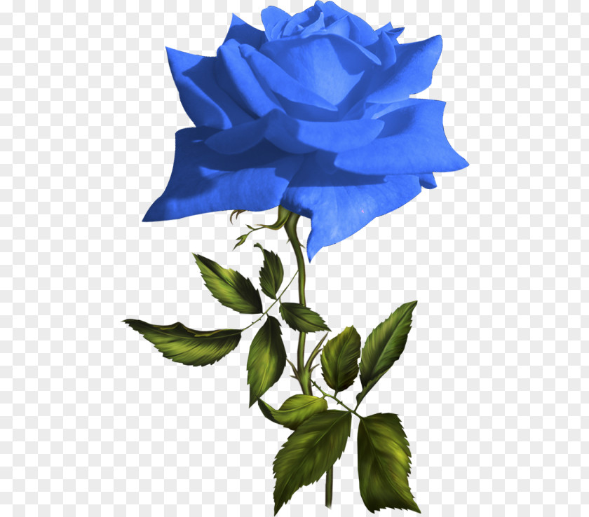 Flower Blue Rose Garden Roses Clip Art PNG