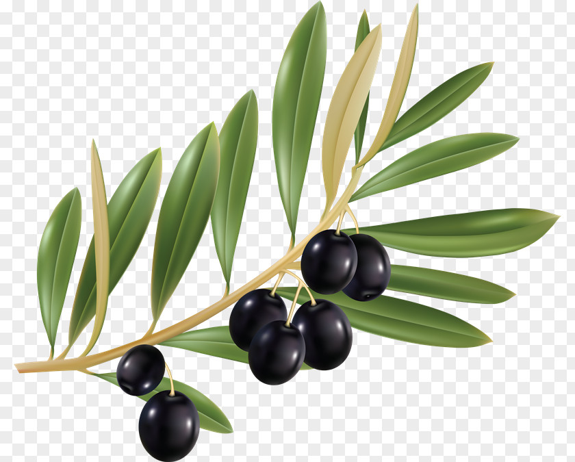 Olive Oil Leaf Branch Cailletier PNG