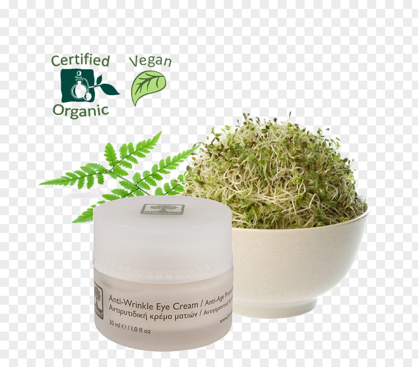 Alfalfa Sprouts Sprouting Organic Food Seed PNG