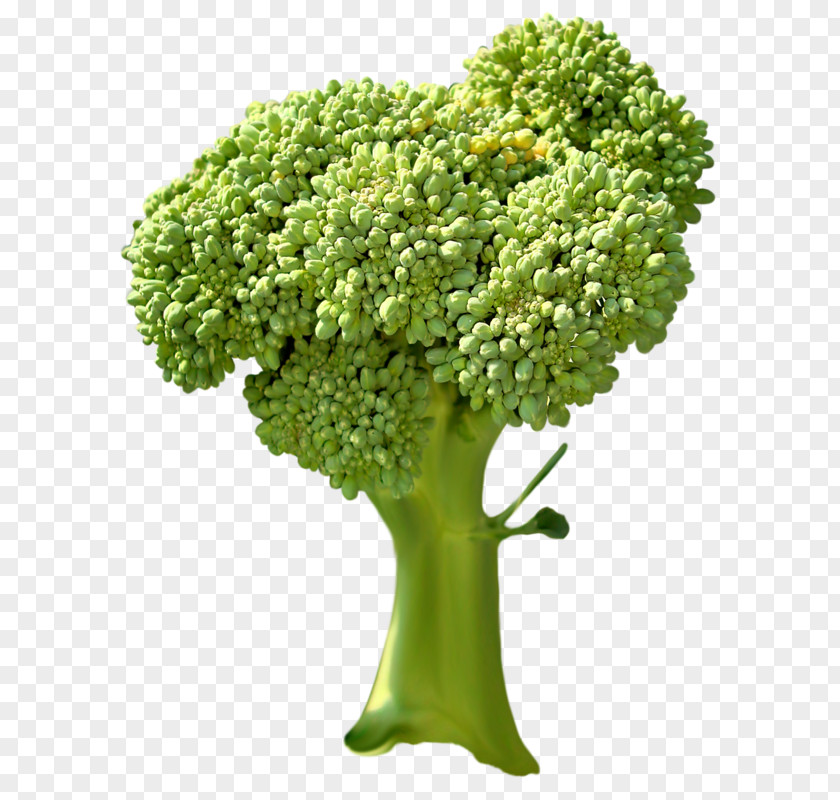 Broccoli Vegetables Vegetable PNG