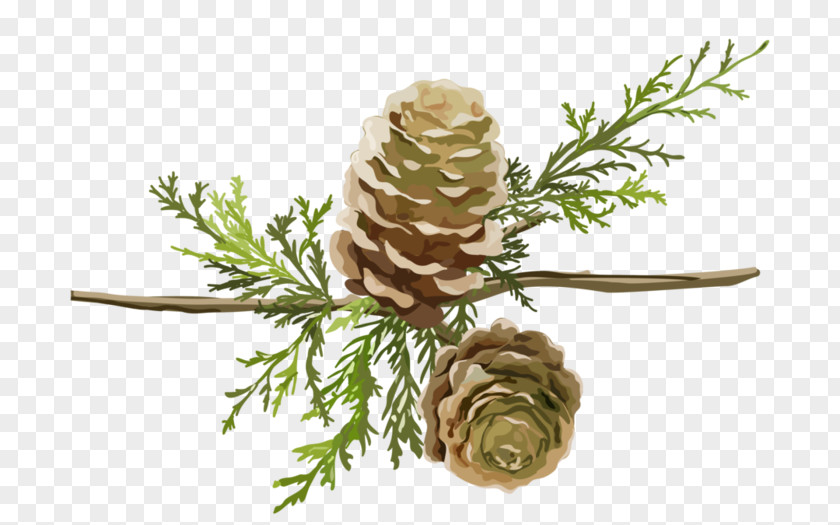 Larch Google Images Download Cartoon PNG