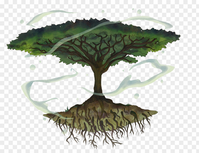Tree Wattles Vachellia Tortilis Shrub Drawing PNG
