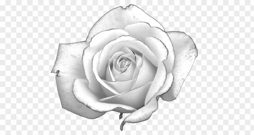 White Roses Rose Light Presentation PNG