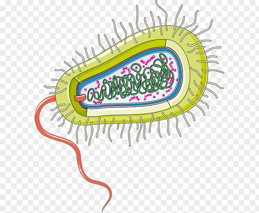 Bacterias Insignia Group A Streptococcus Bacteria Gut Flora Infectious Disease Infection PNG