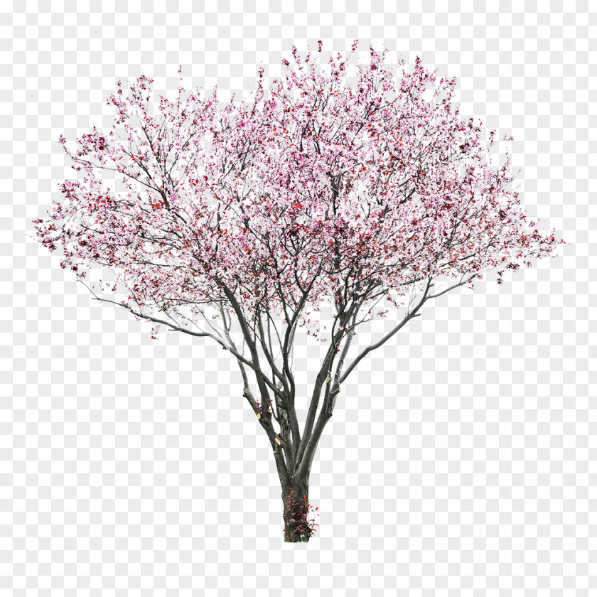 Cherry Blossom Tree East Asian PNG