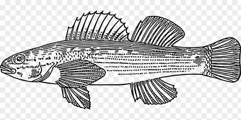 Ikan Fish Scale Clip Art PNG