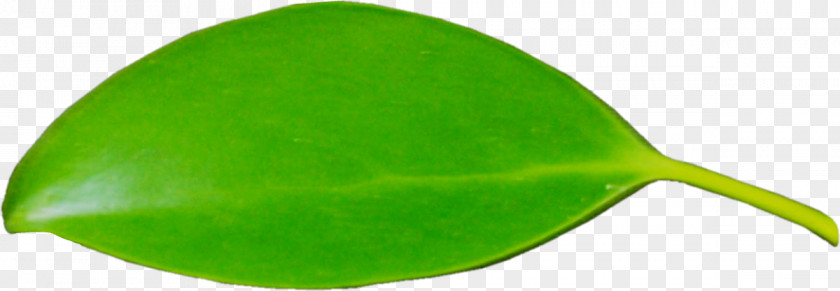 Leafe Vector Leaf Product Design PNG