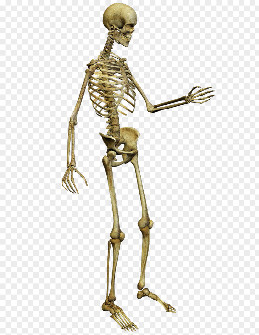 Skeleton Human Anatomy Clip Art PNG