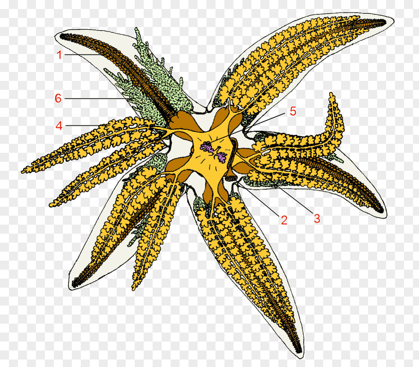Starfish Sea Urchin Common Echinoderm Ambulacral PNG