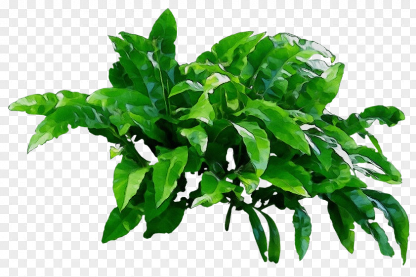 Bed Monastic Couch Basil Leaf PNG