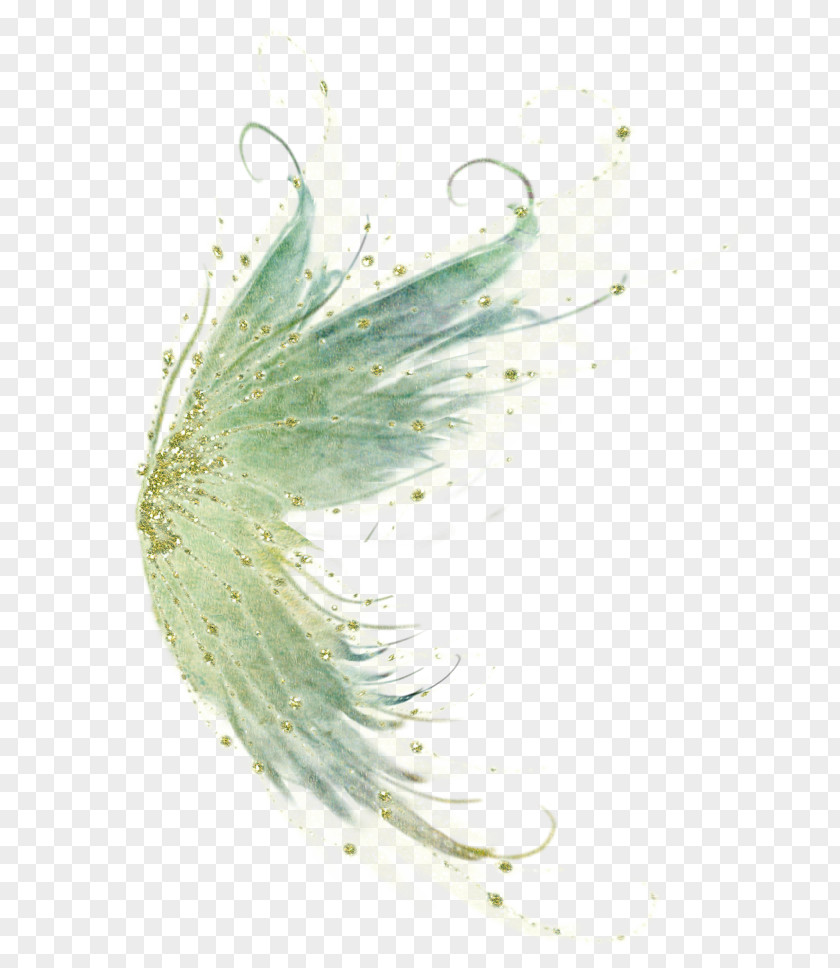 Bird Feather Wing Fairy PNG