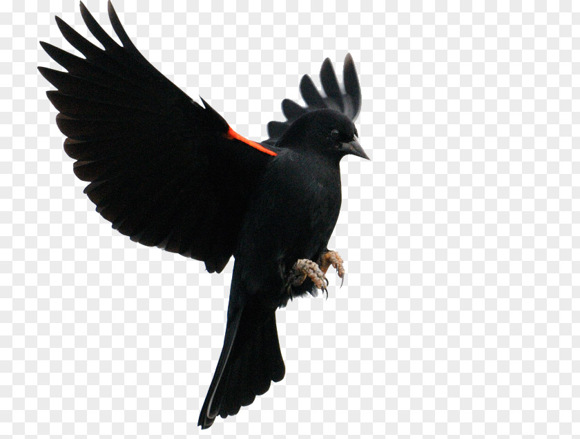 Bird Red-winged Blackbird Common Flight Finches PNG