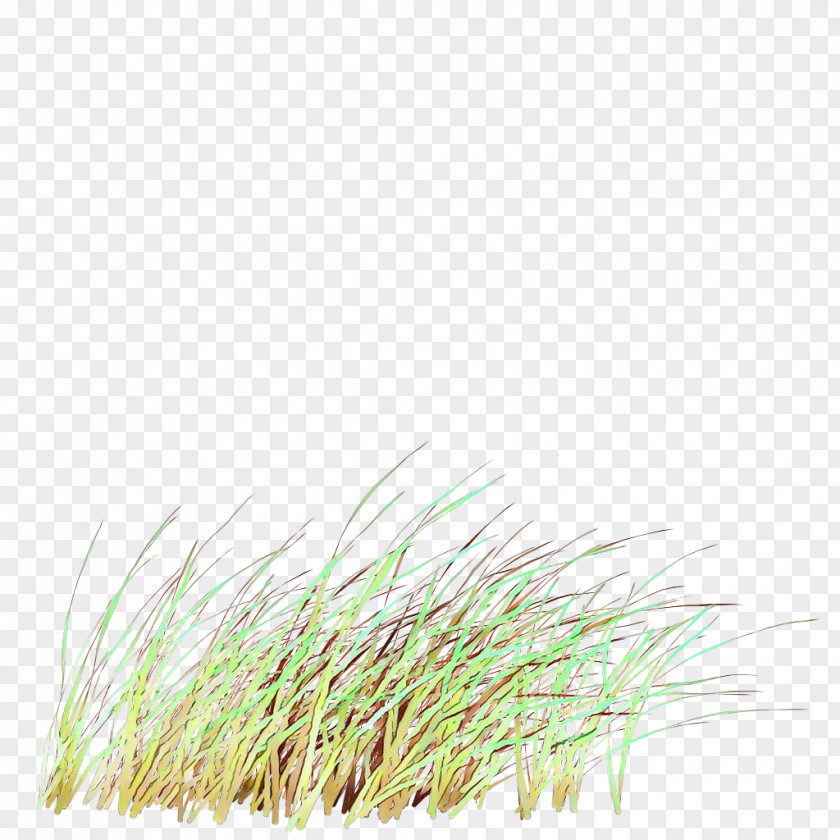Chrysopogon Zizanioides Grass Family Green Background PNG