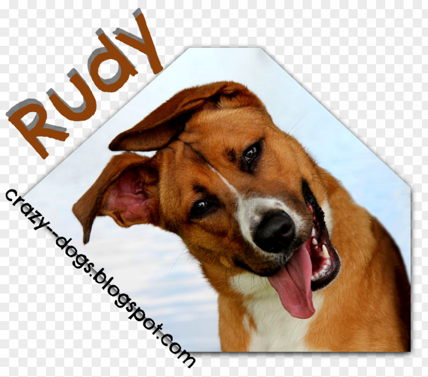Crazy Dog English Foxhound Beagle Harrier Breed Treeing Walker Coonhound PNG