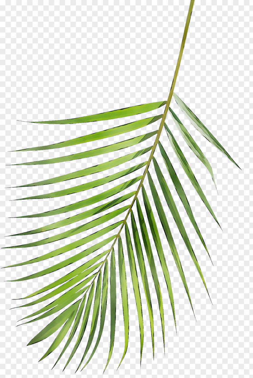 Leaf Line Angle Plant Stem Product Design PNG