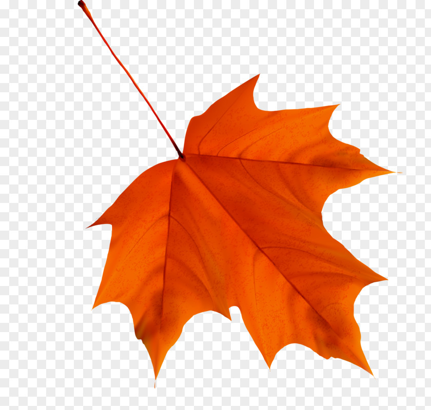 Leaf Maple Autumn Color Desktop Wallpaper PNG