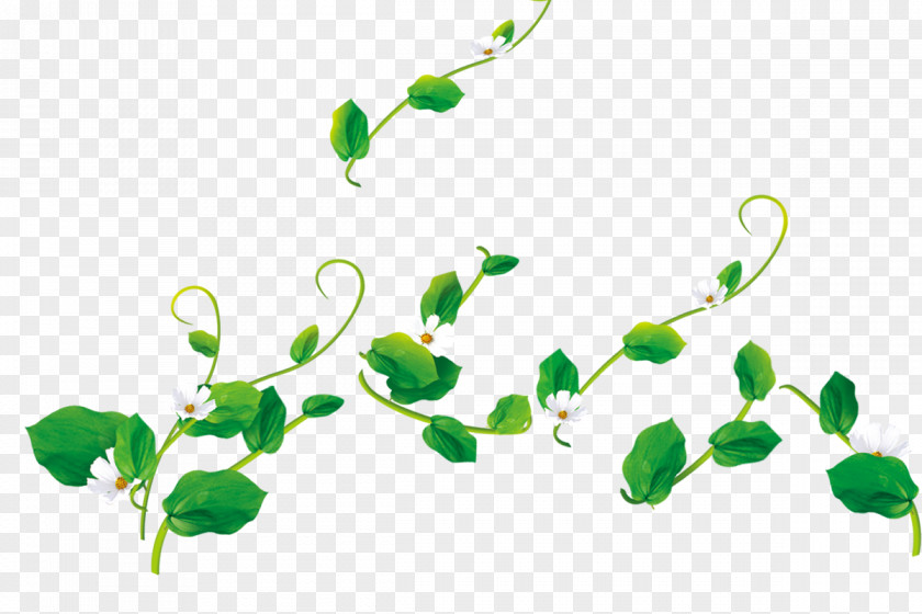 Leaves Environmental Protection Natural Environment Wallpaper PNG