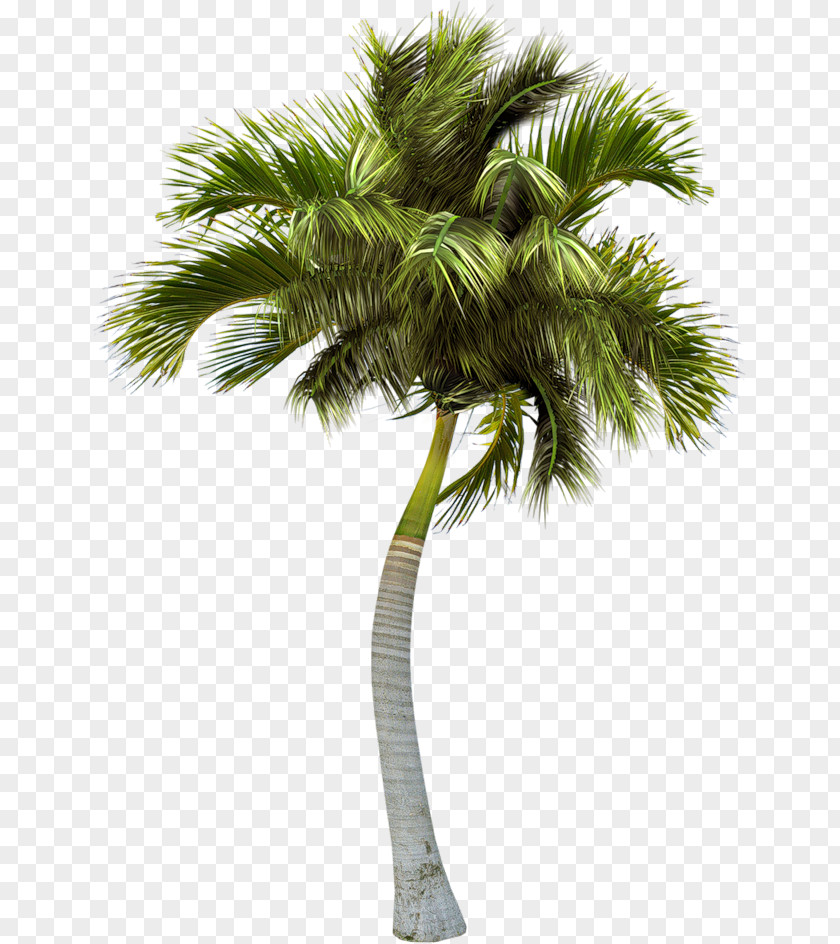 Palm Trees Asian Palmyra Image PNG