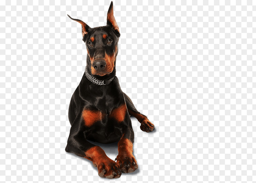 Puppy Dobermann Dog Collar Harness Leash PNG