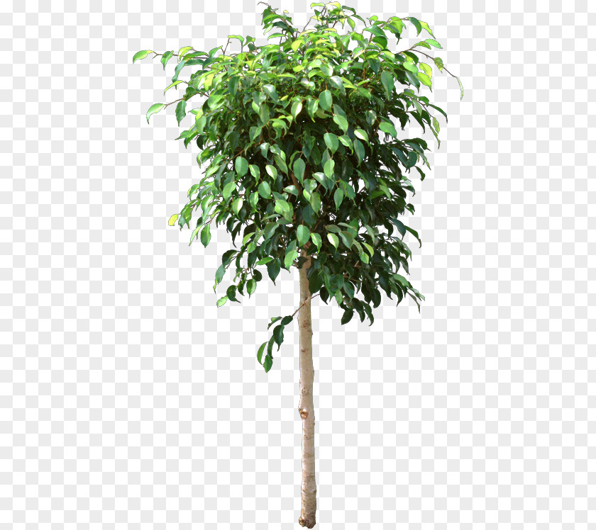 Fig Tree Weeping Flowerpot Houseplant Ficus Retusa Branch PNG