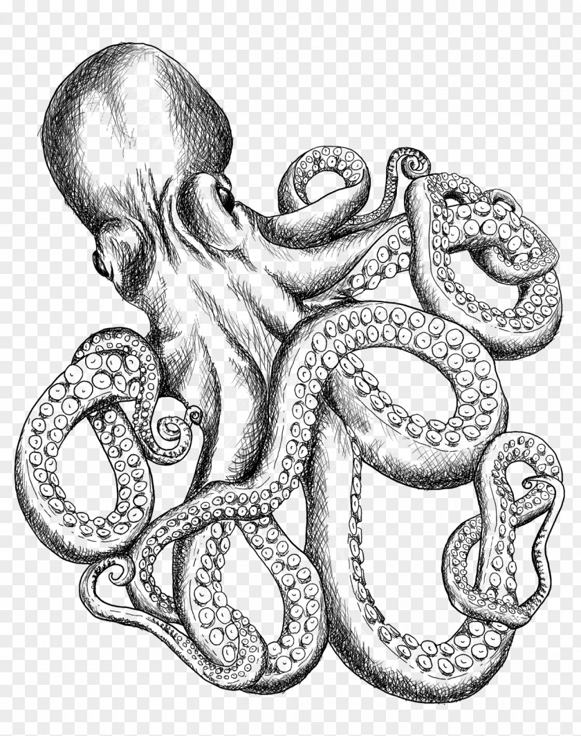T-shirt Octopus Line Art Drawing Sketch PNG