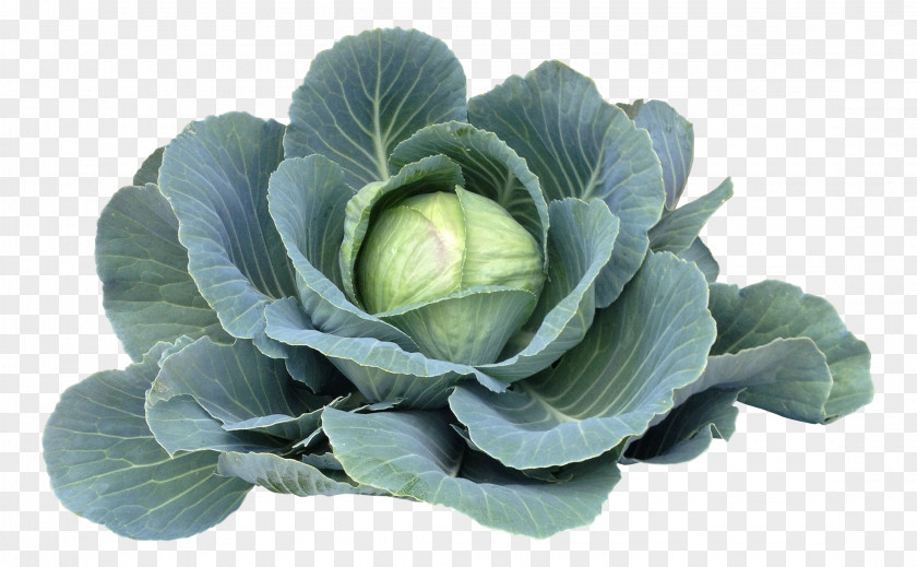 Vegetable Chinese Cabbage Spring Greens Vegetarian Cuisine PNG