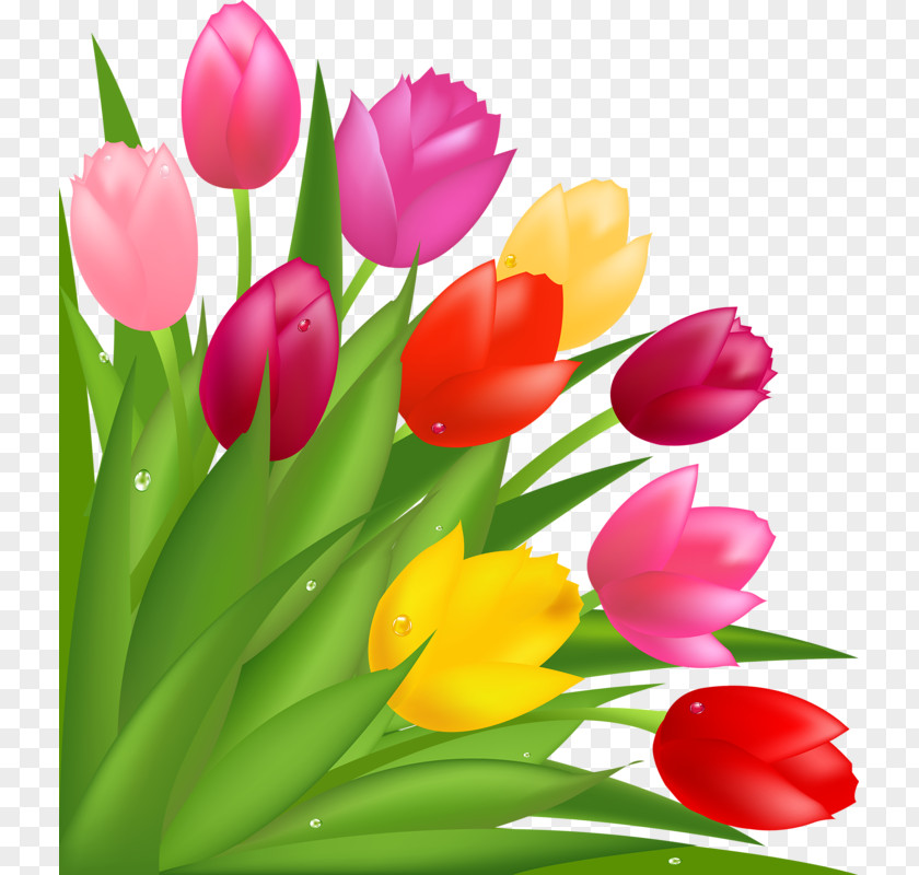 Beautiful Tulips Flower Bouquet Tulip Mothers Day Clip Art PNG