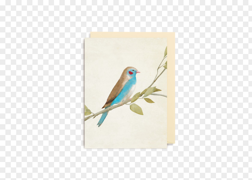 Bird Red-cheeked Cordon-bleu Finches Blue Waxbill Beak PNG