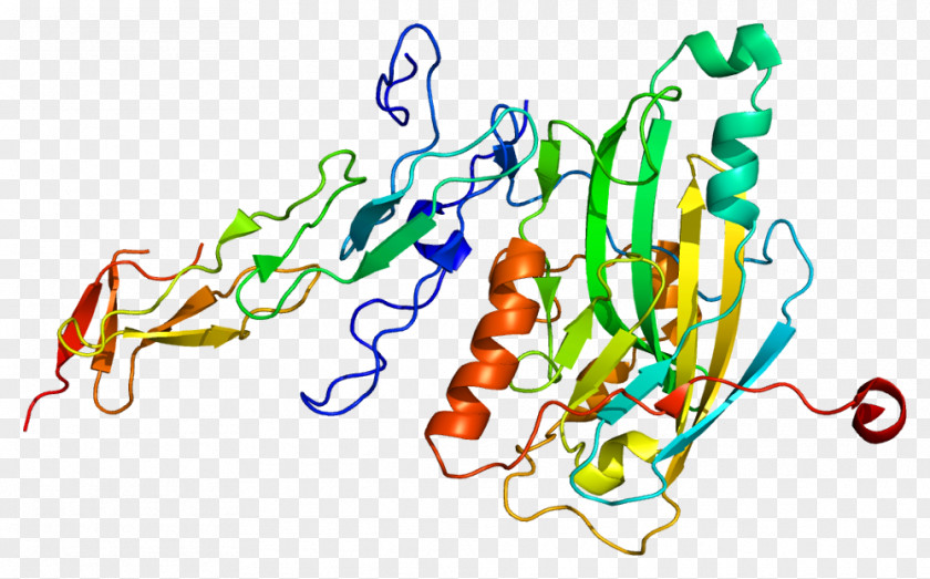 Light Herpesvirus Entry Mediator Protein TNF Receptor Superfamily LIGHT PNG