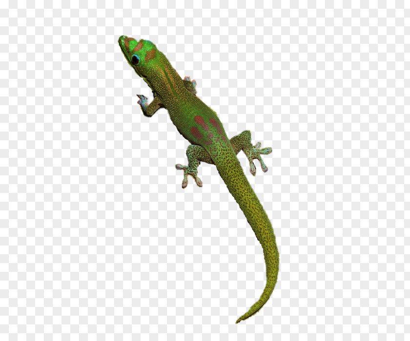 Pamela Gecko Lizard PNG