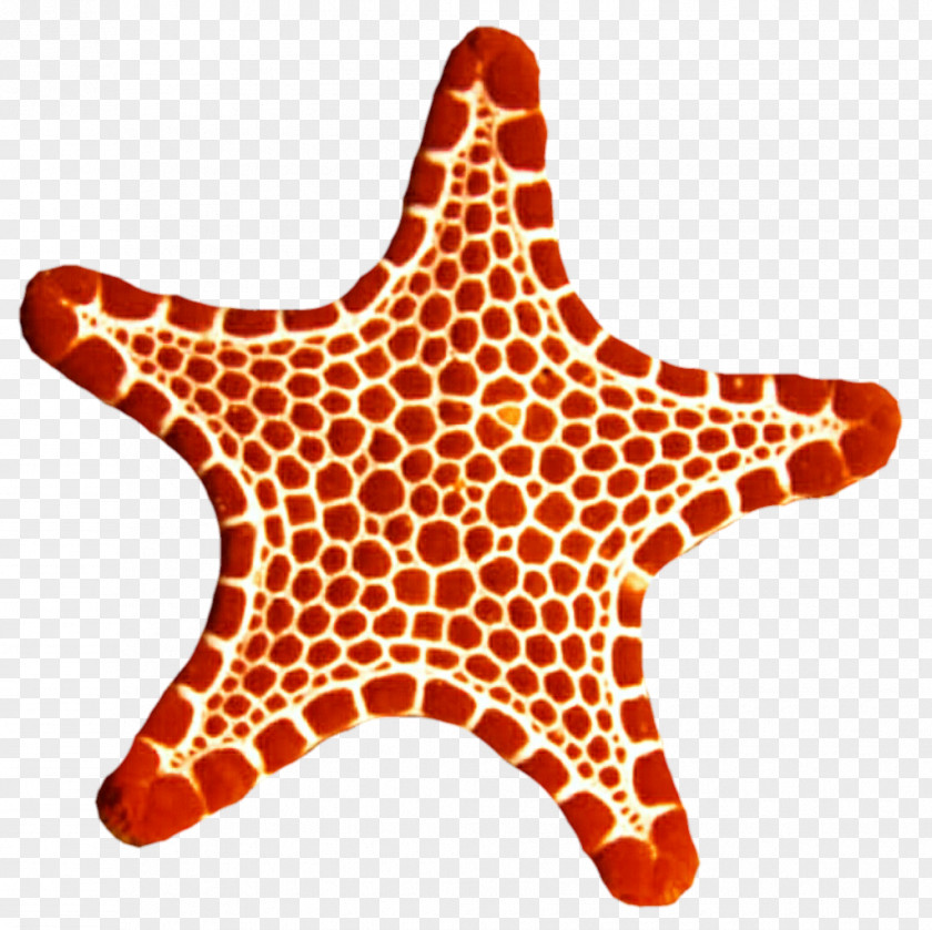 Sea Star Starfish Echinoderm Marine Invertebrates Clip Art PNG