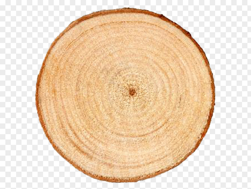 Tree Rings Aastarxf5ngad Trunk Ring PNG