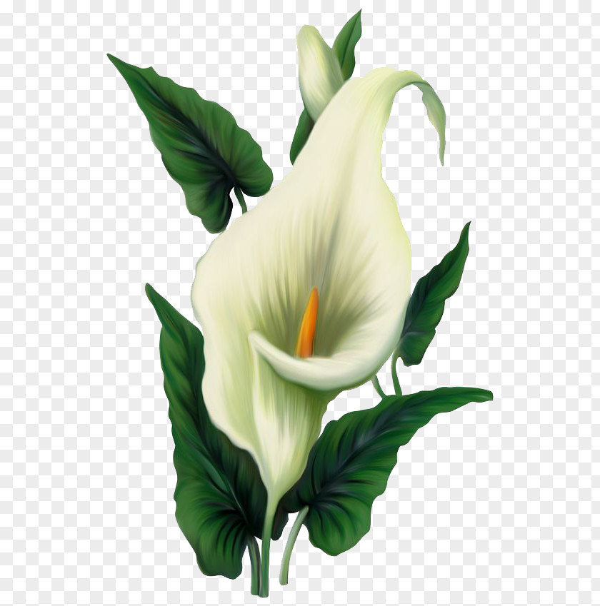 Lily File Easter Arum-lily Flower Clip Art PNG