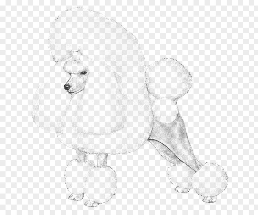 Puppy Poodle Dog Breed Companion Non-sporting Group PNG