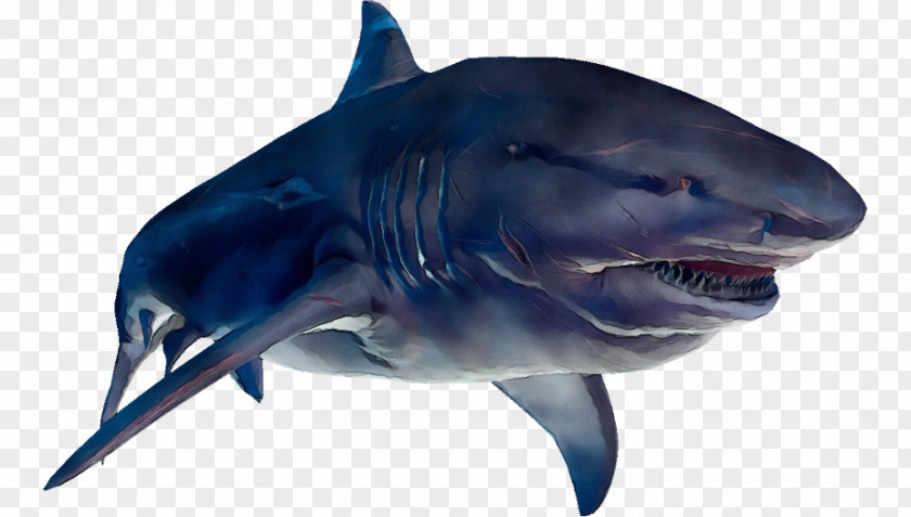 Animal Figure Carcharhiniformes Great White Shark Background PNG