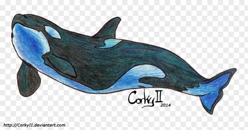 Dolphin Killer Whale Common Bottlenose Cetacea Car PNG