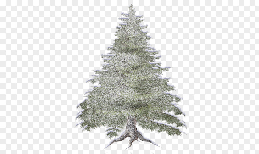 Forest Spruce Tree Clip Art PNG