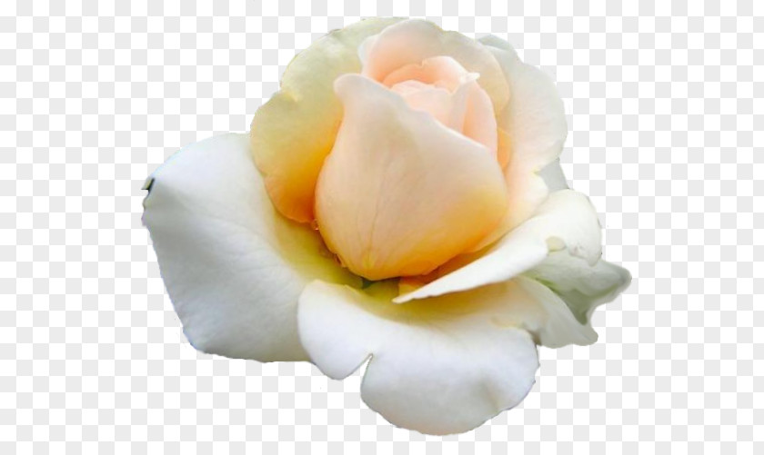 Rose Garden Roses Cut Flowers Petal PNG