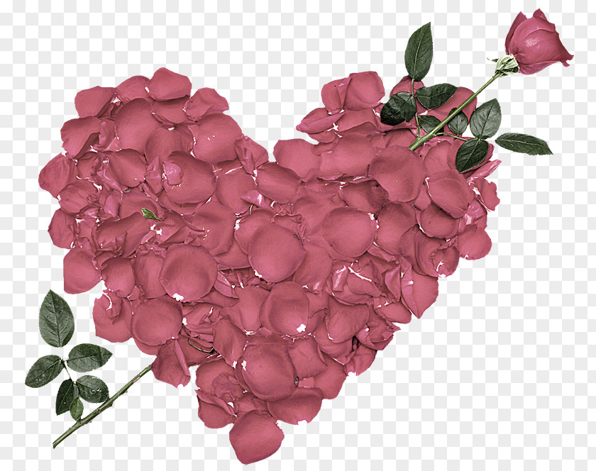Valentine's Day Rose Desktop Wallpaper WhatsApp Heart PNG