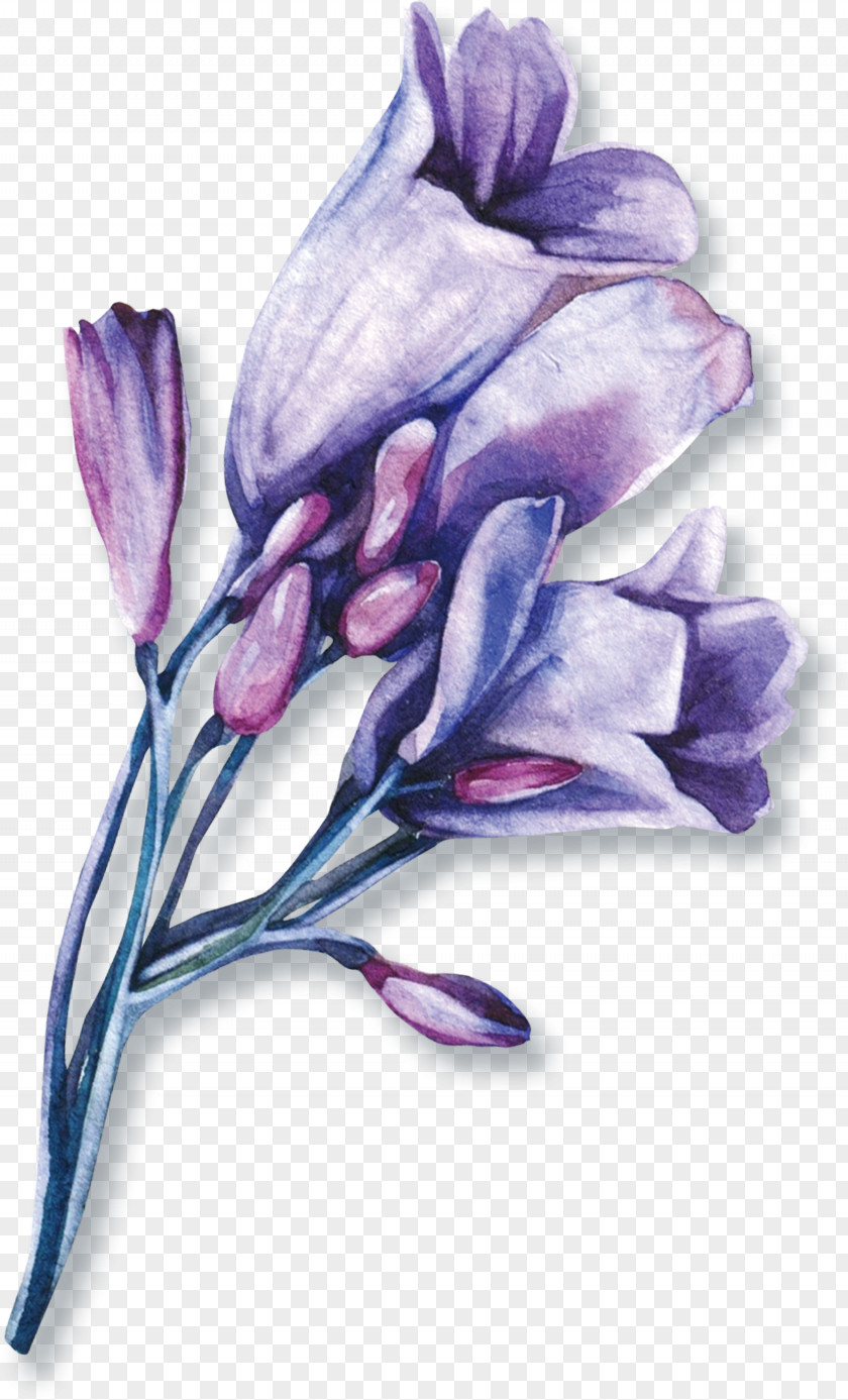 Watercolor Flowers Lip Google Images Purple Search Engine PNG