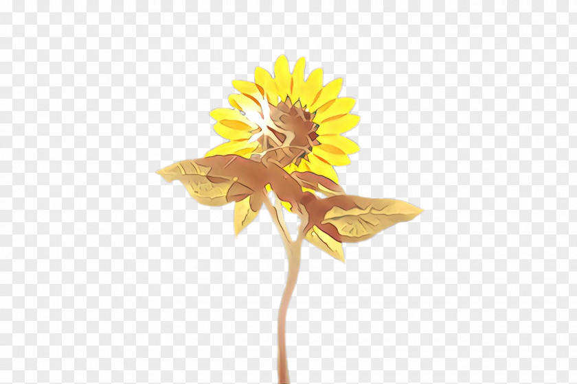 Asterales Dandelion Flowers Cartoon PNG