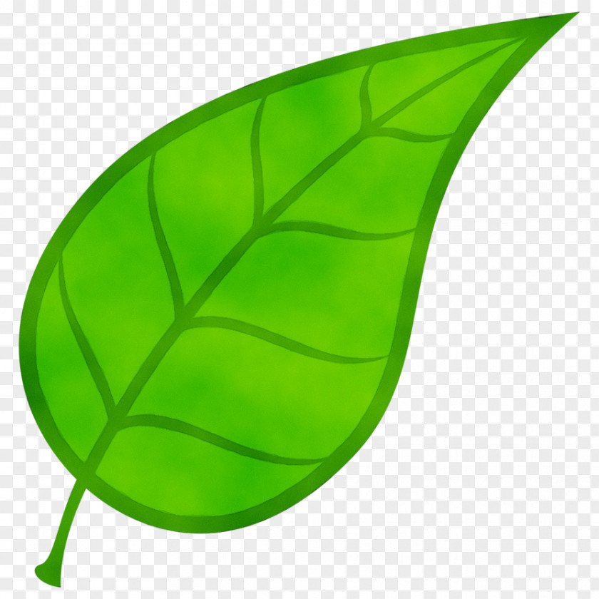 Banana Leaf Botany PNG