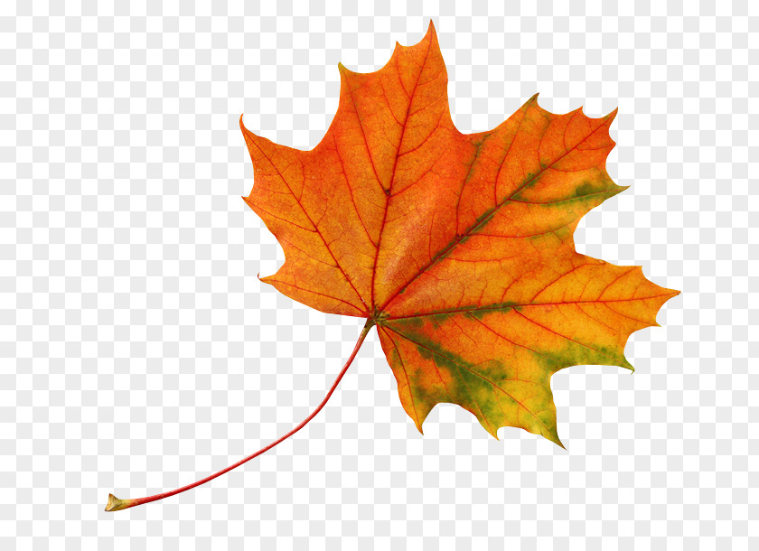 Leaves Picture Material Leaf Autumn Color PNG