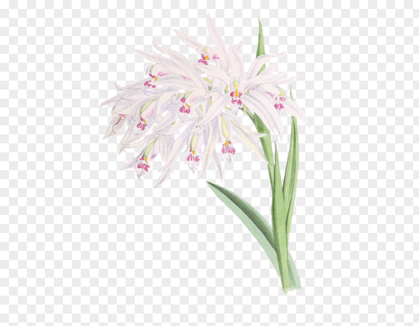 Dendrobium Amaryllis Belladonna Watercolor Pink Flowers PNG