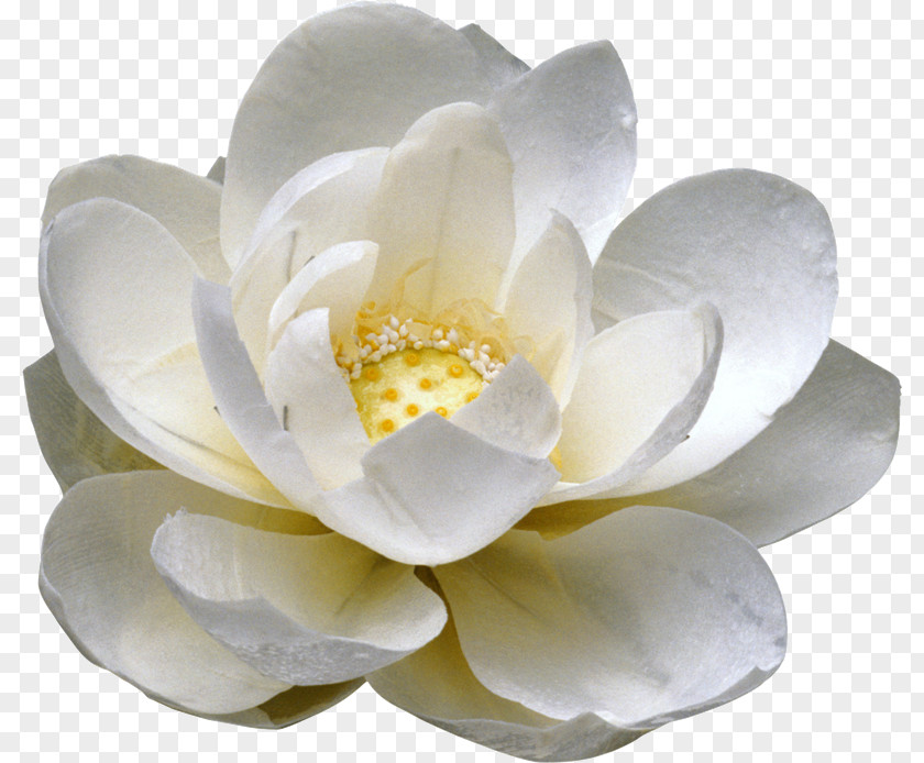 Flores Blancas Flower The Miracle Of Mindfulness PNG