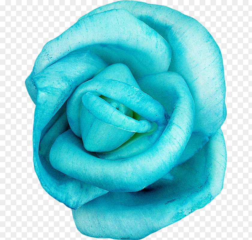 Flower Blue Rose Red PNG