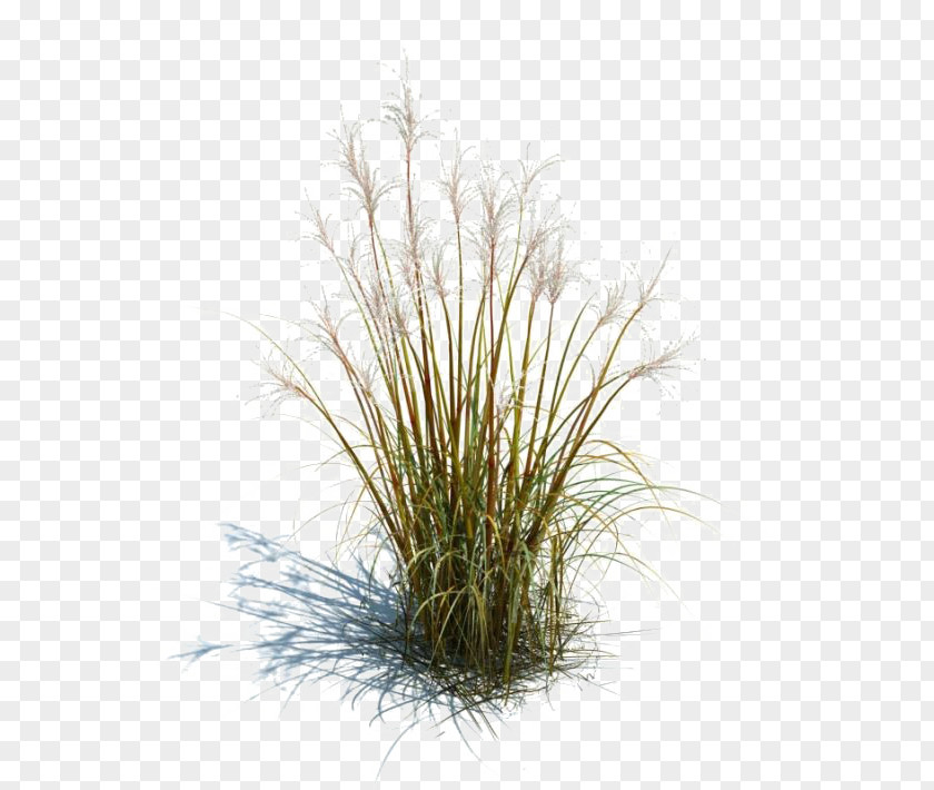 Footer Image Tallgrass Prairie Ornamental Grass Grasses Lawn Plant PNG